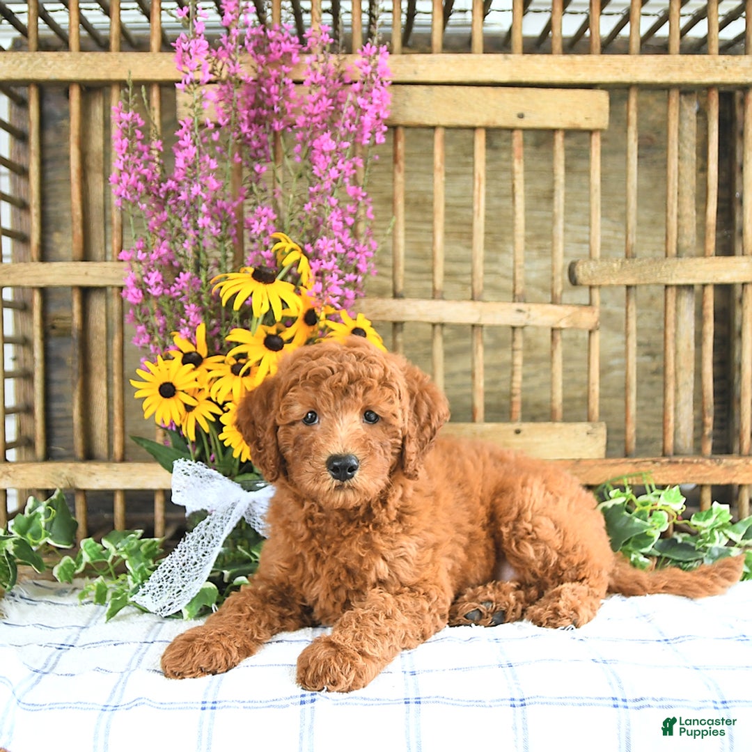 Mini Goldendoodle dogs for sale: Kash - Image 5