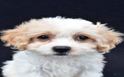 Cavachon dogs for sale: Brook - Image 7