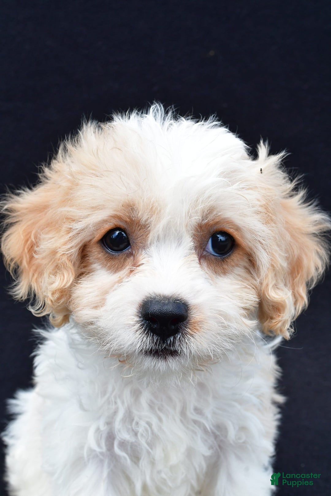 Cavachon dogs for sale: Brook - Image 7