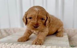 Cockapoo dogs for sale: Male Two - Image 2