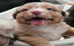 Australian Shepherd dogs for sale: Mr Teddy Bear - Image 1