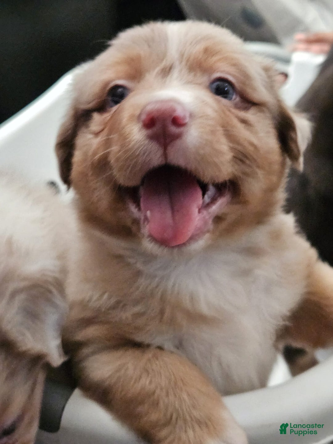 Australian Shepherd dogs for sale: Mr Teddy Bear - Image 1