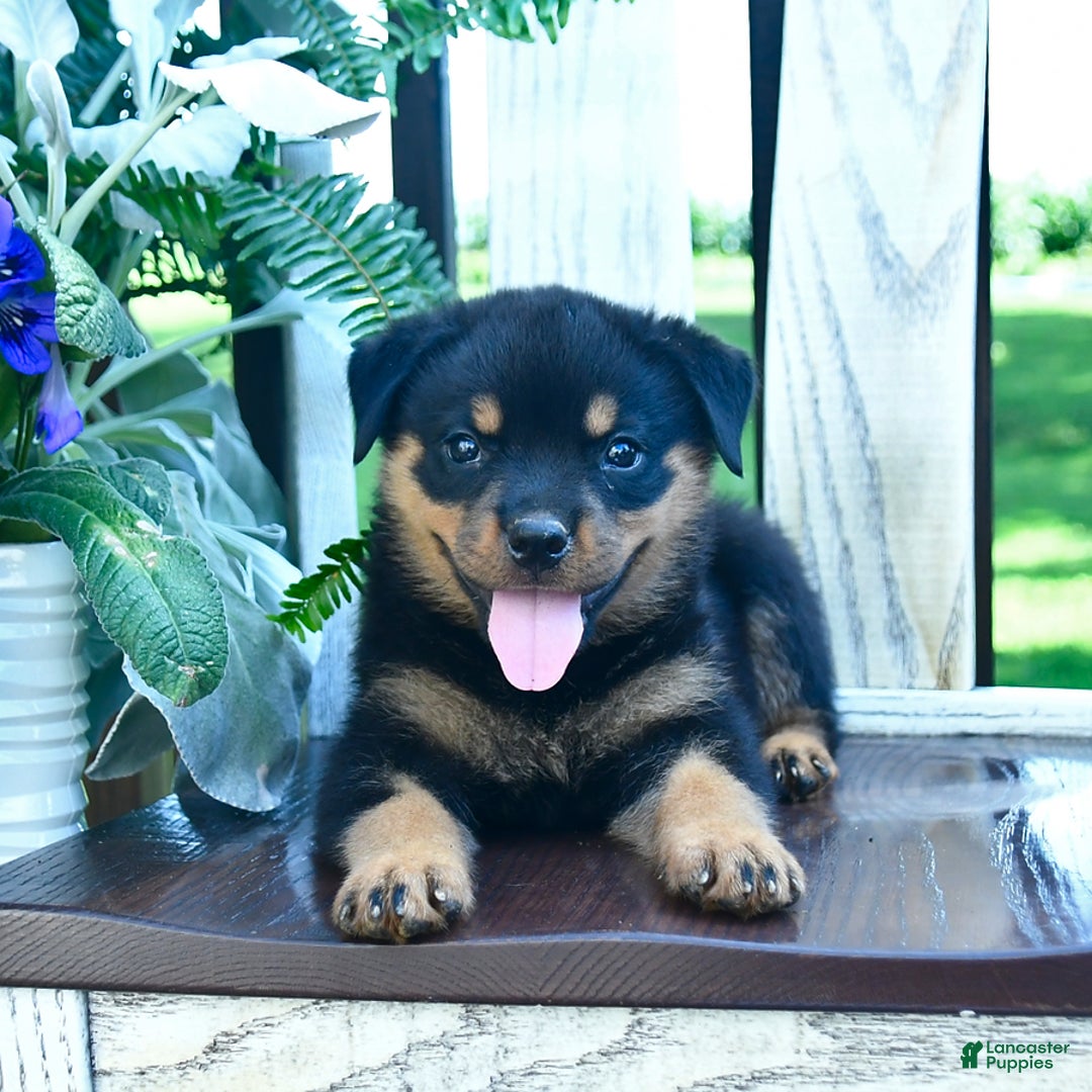 Rottweiler dogs for sale: Penny - Image 3