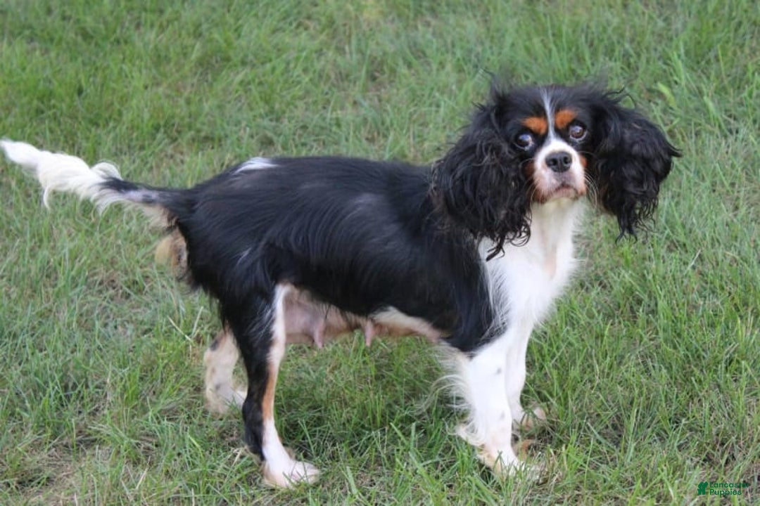 Cavalier King Charles Spaniel dogs for sale: Raven - Image 9