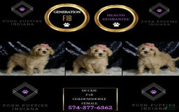 Mini Goldendoodle dogs for sale: Duckie - Image 3