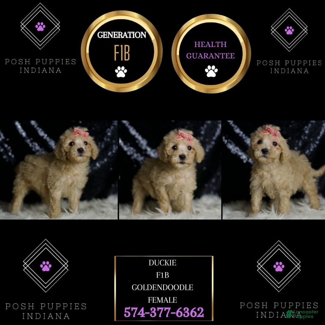 Mini Goldendoodle dogs for sale: Duckie - Image 3