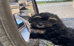 Lhasapoo dogs for sale: Jinny - Image 1