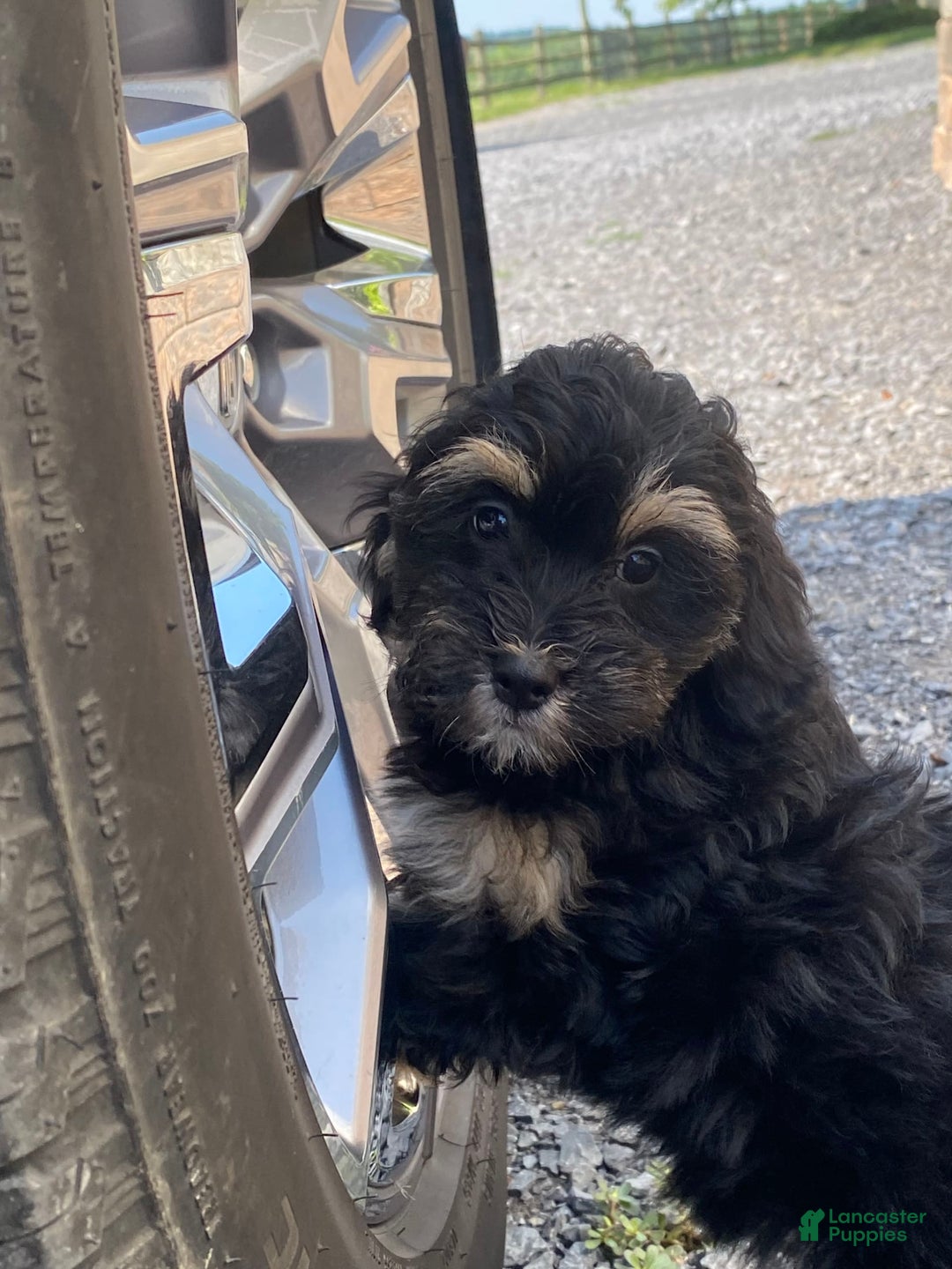 Lhasapoo dogs for sale: Jinny - Image 1