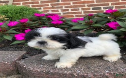 Shih Tzu dogs for sale: Olivia - Image 5