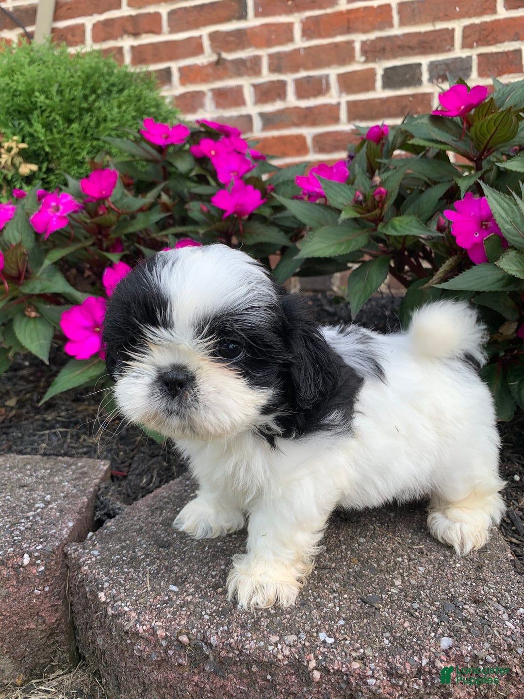 Shih Tzu dogs for sale: Olivia - Image 5