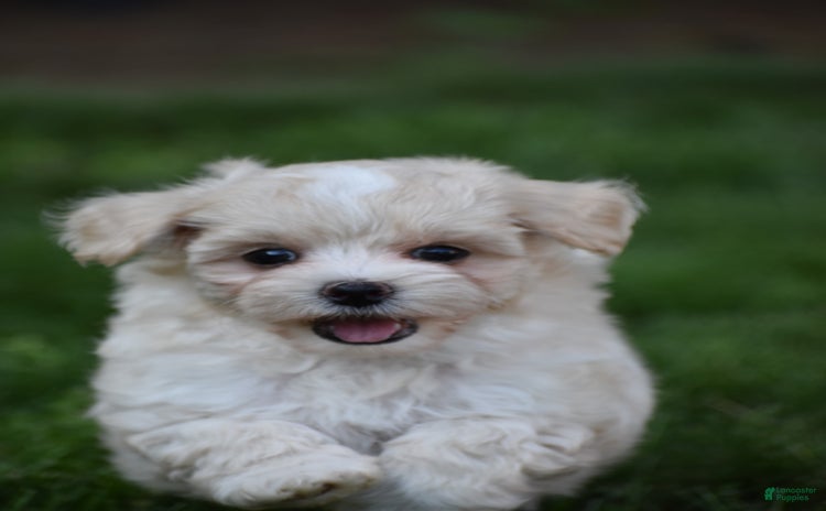 Maltipoo dogs for sale - Ad 1