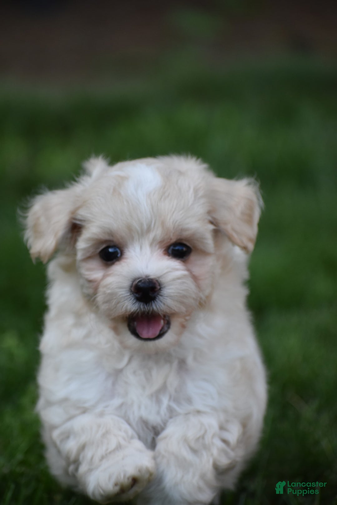 Maltipoo dogs for sale: Honey - Image 1