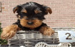 Yorkshire Terrier dogs for sale: Trigger - Image 2