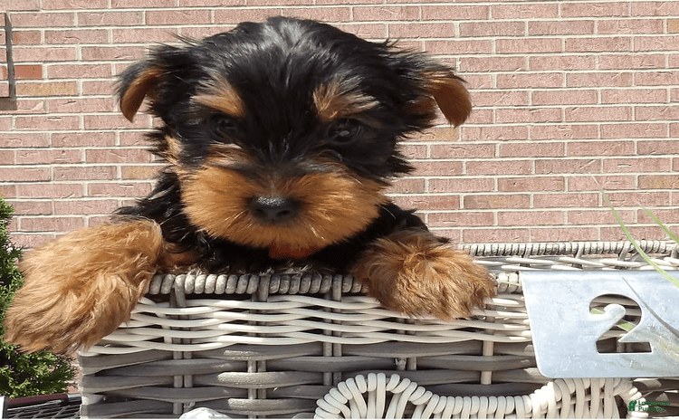 Yorkshire Terrier dogs for sale - Ad 3