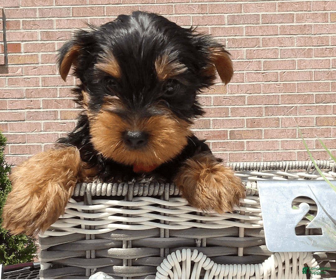 Yorkshire Terrier dogs for sale: Trigger - Image 2