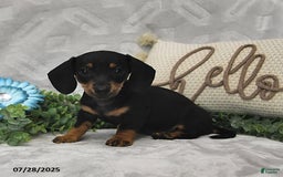Miniature Dachshund dogs for sale: Kora - Image 5