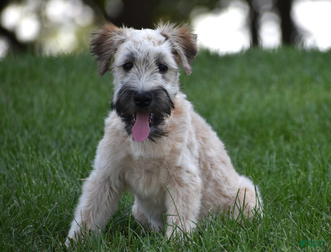 Soft Coated Wheaten Terrier dogs for sale: Jade - Image 1