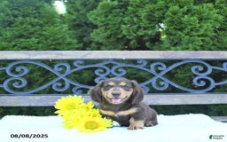Miniature Dachshund dogs for sale: Oliver - Image 1