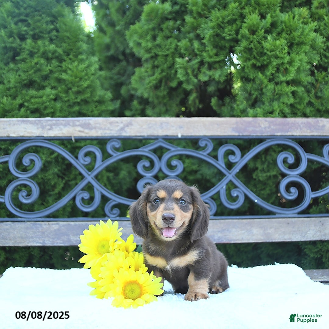 Miniature Dachshund dogs for sale: Oliver - Image 1