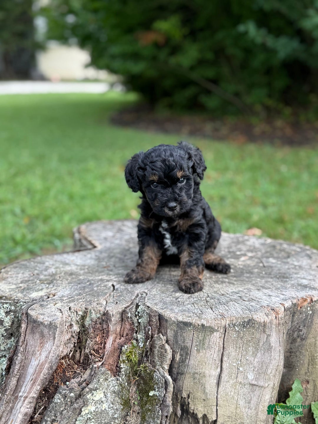 Maltipoo dogs for sale: Hudson - Image 3
