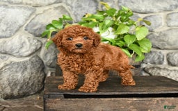 Cockapoo dogs for sale: Willow - Image 1
