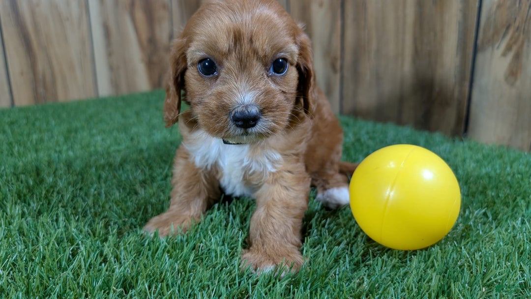 Cavapoo dogs for sale: Honeycomb Girl 10 - Image 7