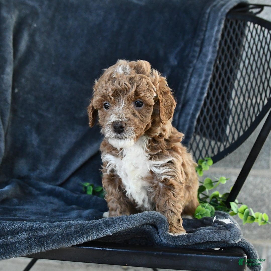 Mini Goldendoodle dogs for sale: Lilac - Image 12