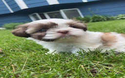 Shih Tzu dogs for sale: Rosie - Image 3