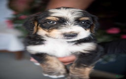 Bernedoodle dogs for sale: Jordan - Image 1