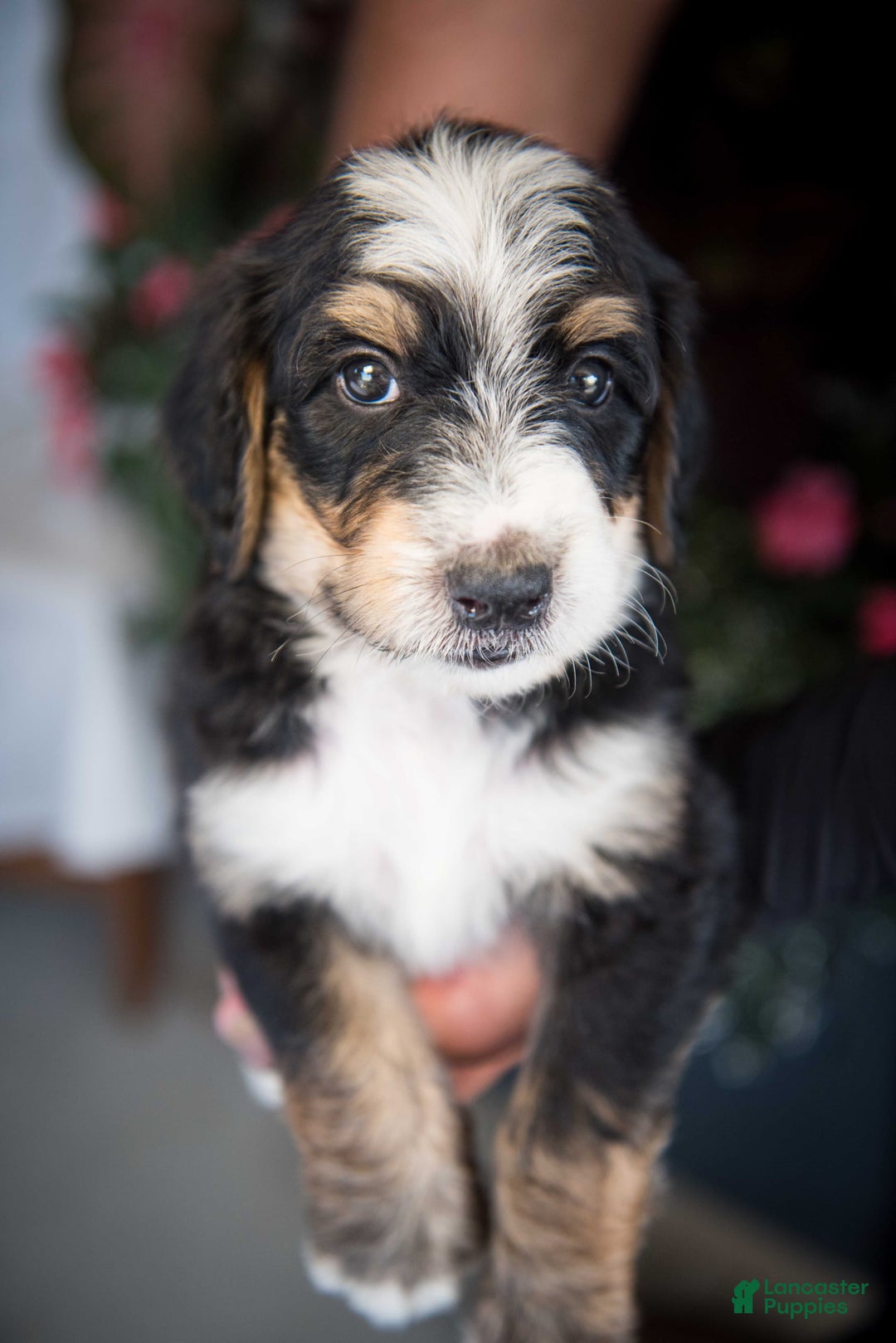 Bernedoodle dogs for sale: Jordan - Image 1