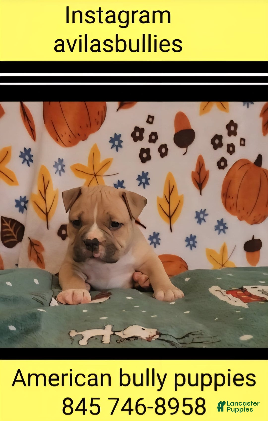 American Bully dogs for sale: National Champion Jack - Image 23
