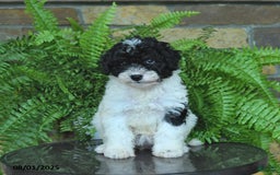 Mini Aussiedoodle dogs for sale: Crystal - Image 5