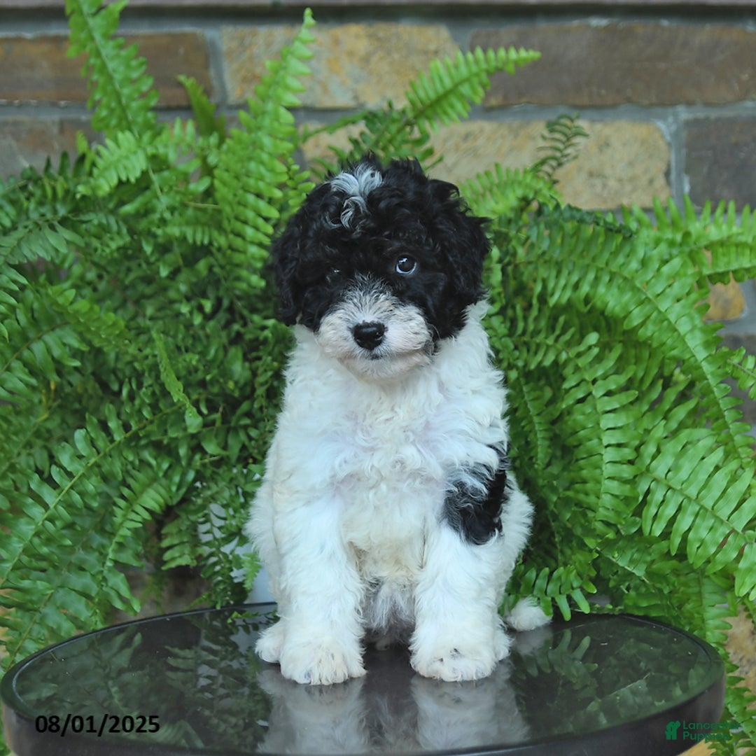 Mini Aussiedoodle dogs for sale: Crystal - Image 5