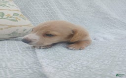 Miniature Dachshund dogs for sale: Elmer - Image 16