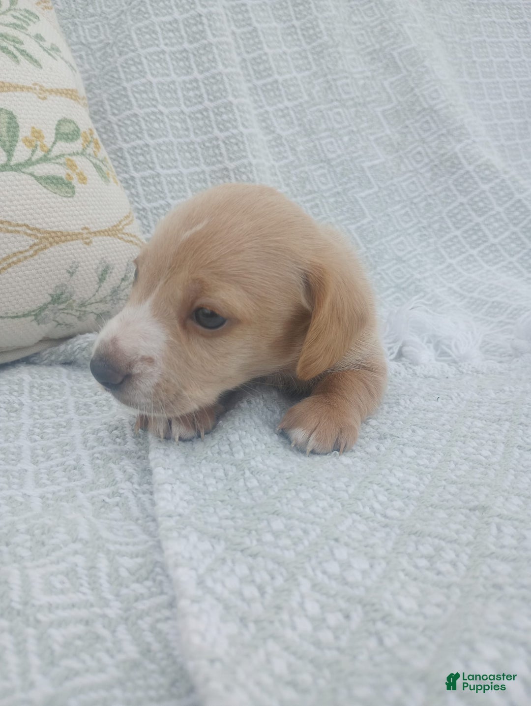Miniature Dachshund dogs for sale: Elmer - Image 16