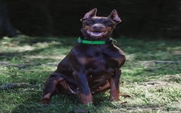Doberman Pinscher dogs for sale: Limey Liam - Image 2
