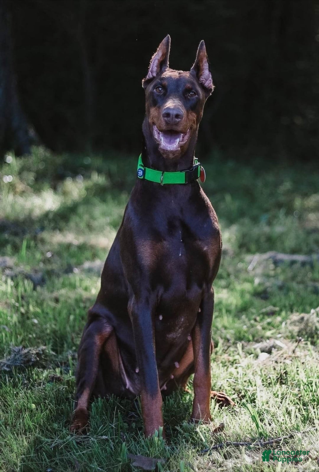 Doberman Pinscher dogs for sale: Limey Liam - Image 2