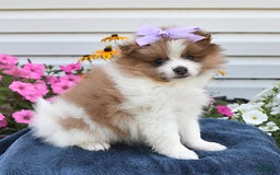 Pomeranian dogs for sale: Tulip - Image 2