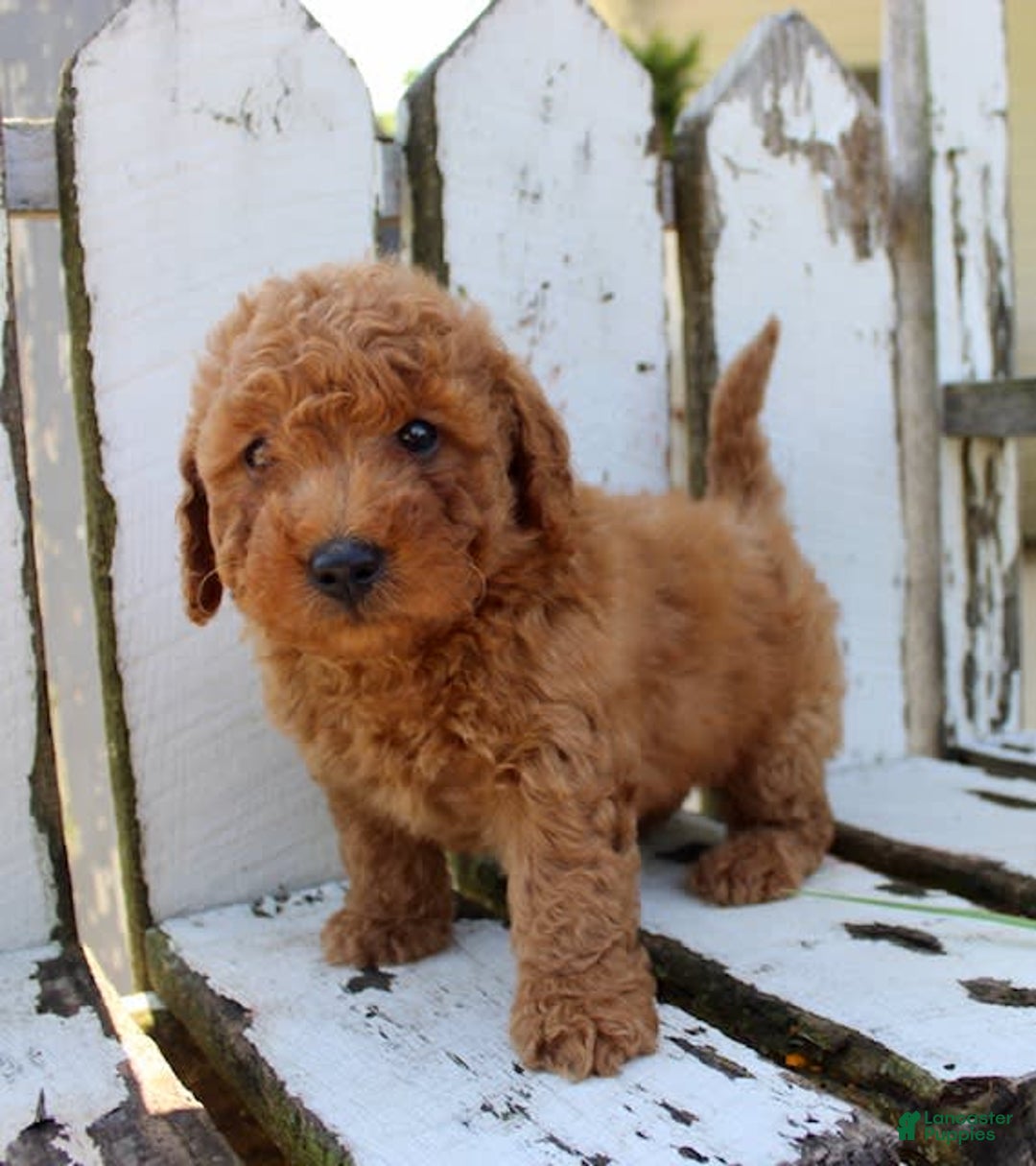 Mini Goldendoodle dogs for sale: Taylor - Image 7