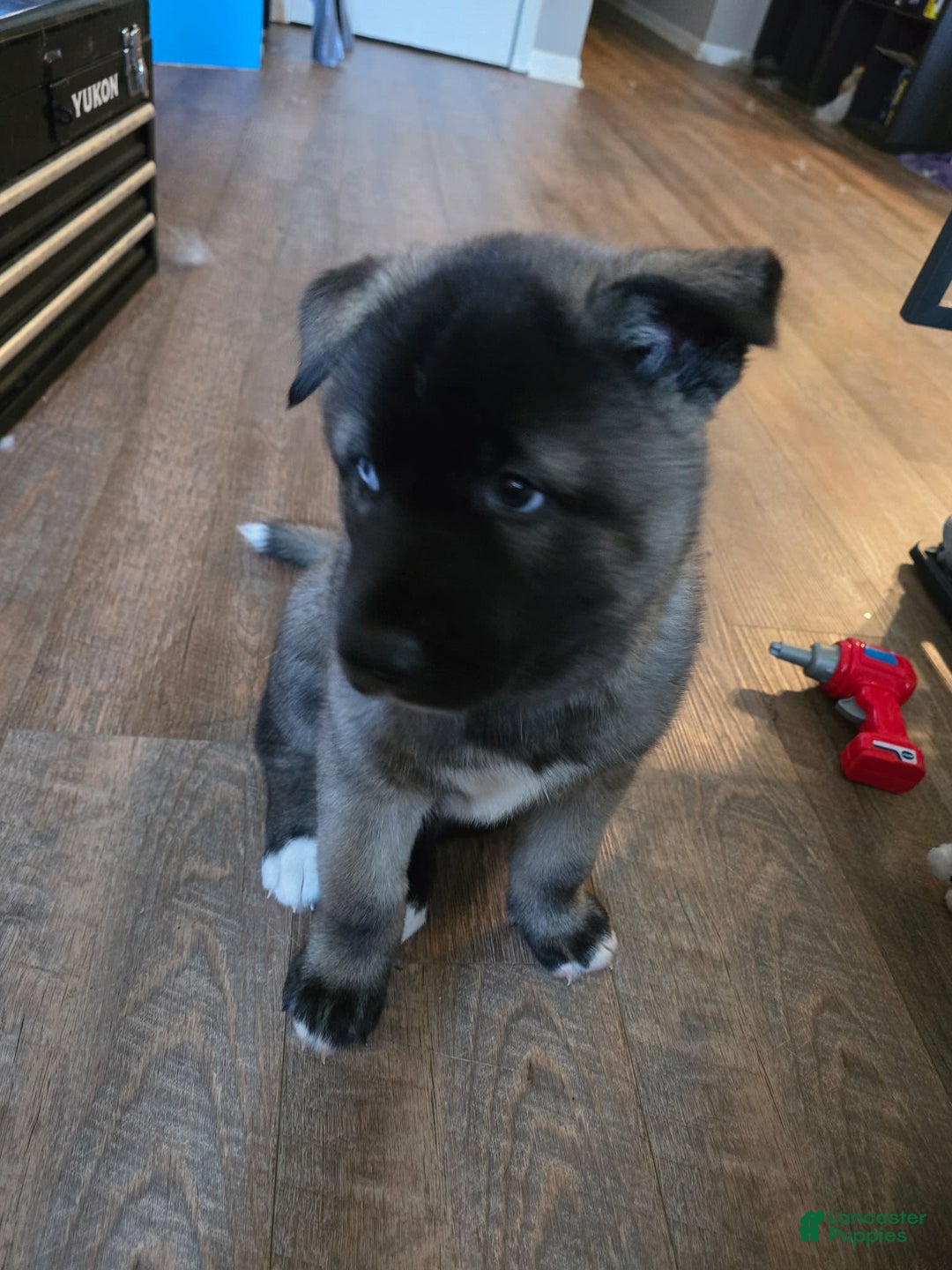 Akita dogs for sale: Puppy - Image 2