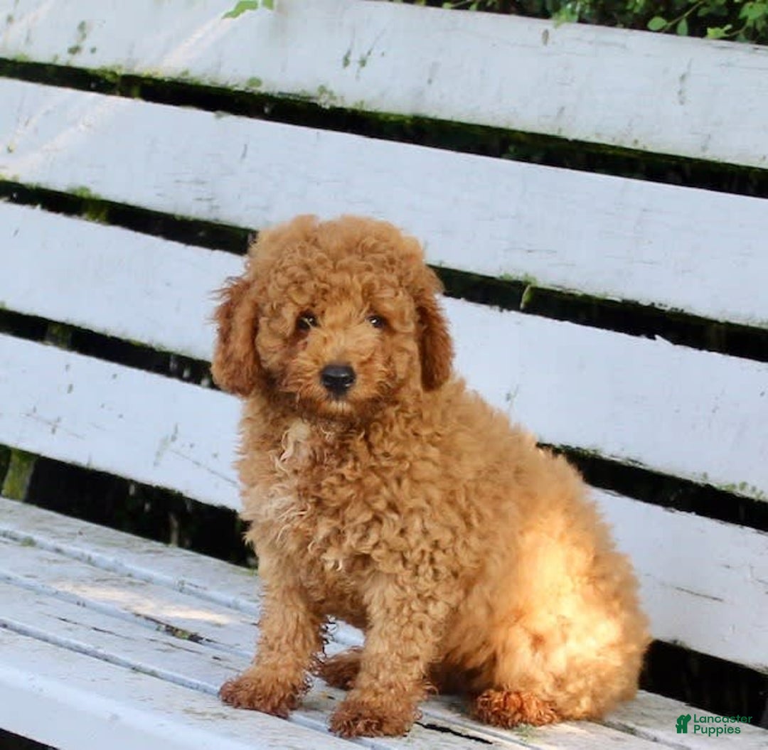 Miniature Poodle dogs for sale: Jack - Image 2