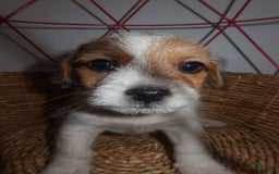 Jack Russell Terrier dogs for sale: Rocko - Image 6