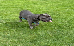 Cane Corso dogs for sale: Chief - Image 10