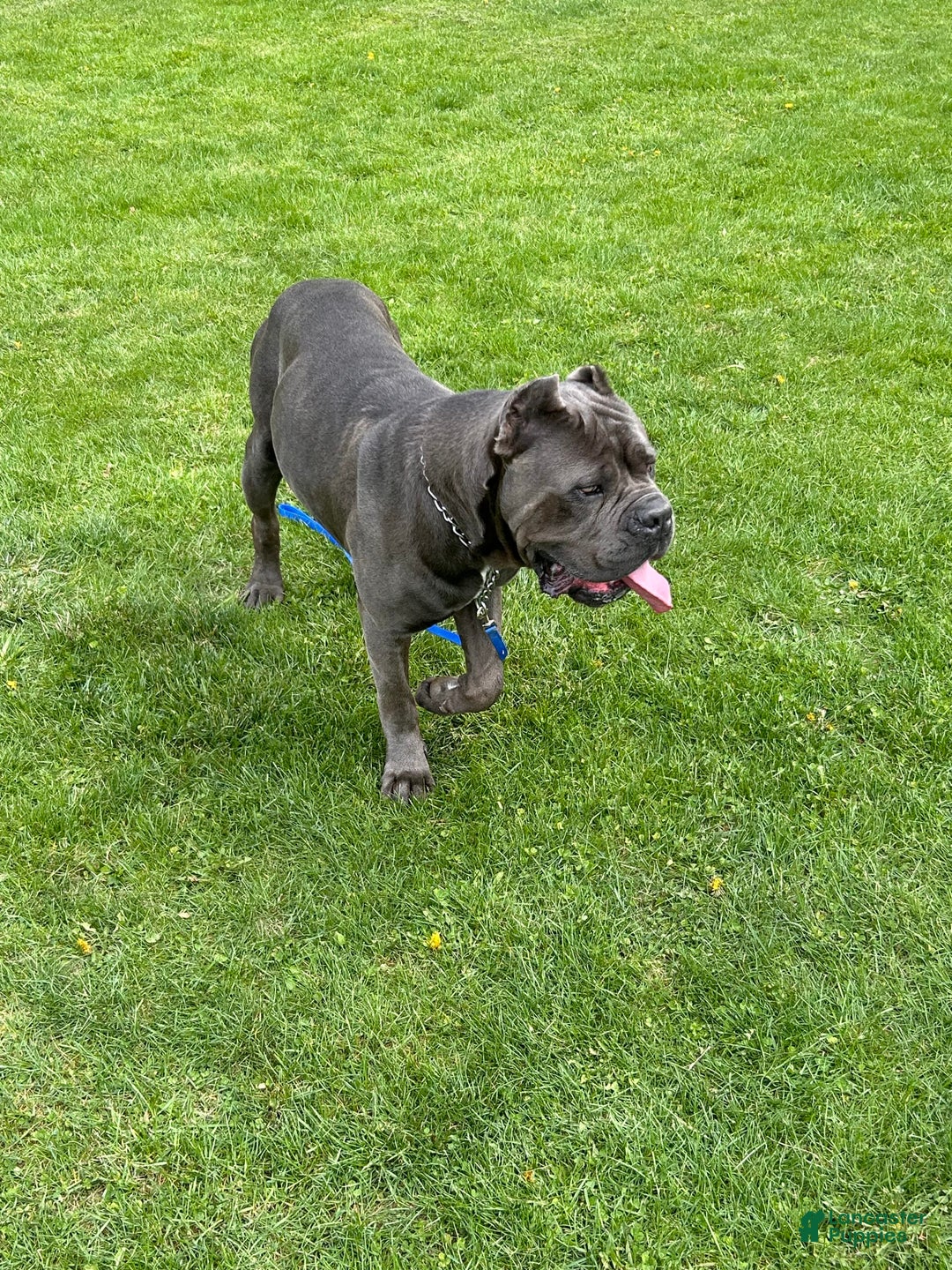 Cane Corso dogs for sale: Chief - Image 10