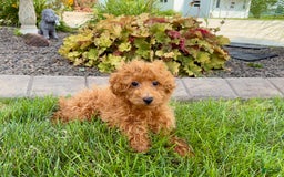 Maltipoo dogs for sale: Gary - Image 2