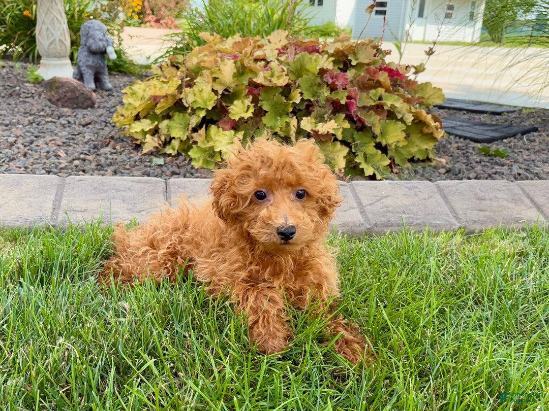 Maltipoo dogs for sale: Gary - Image 2