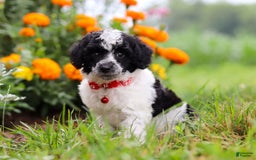 Miniature Poodle dogs for sale: Pepper - Image 4