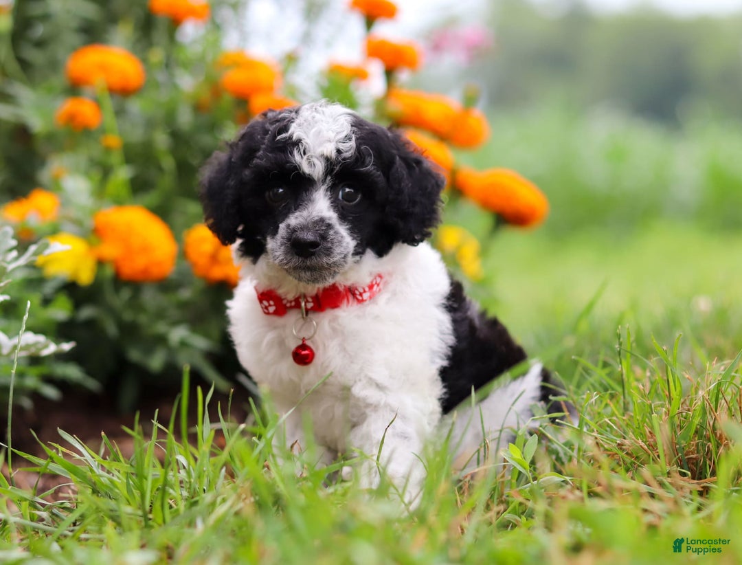 Miniature Poodle dogs for sale: Pepper - Image 4