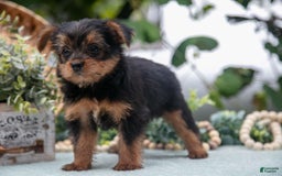 Shorkie dogs for sale: Hannah - Image 5