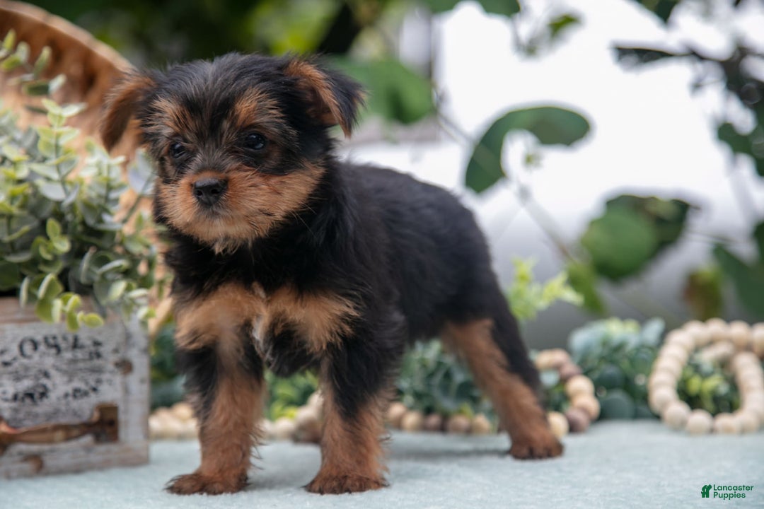 Shorkie dogs for sale: Hannah - Image 5